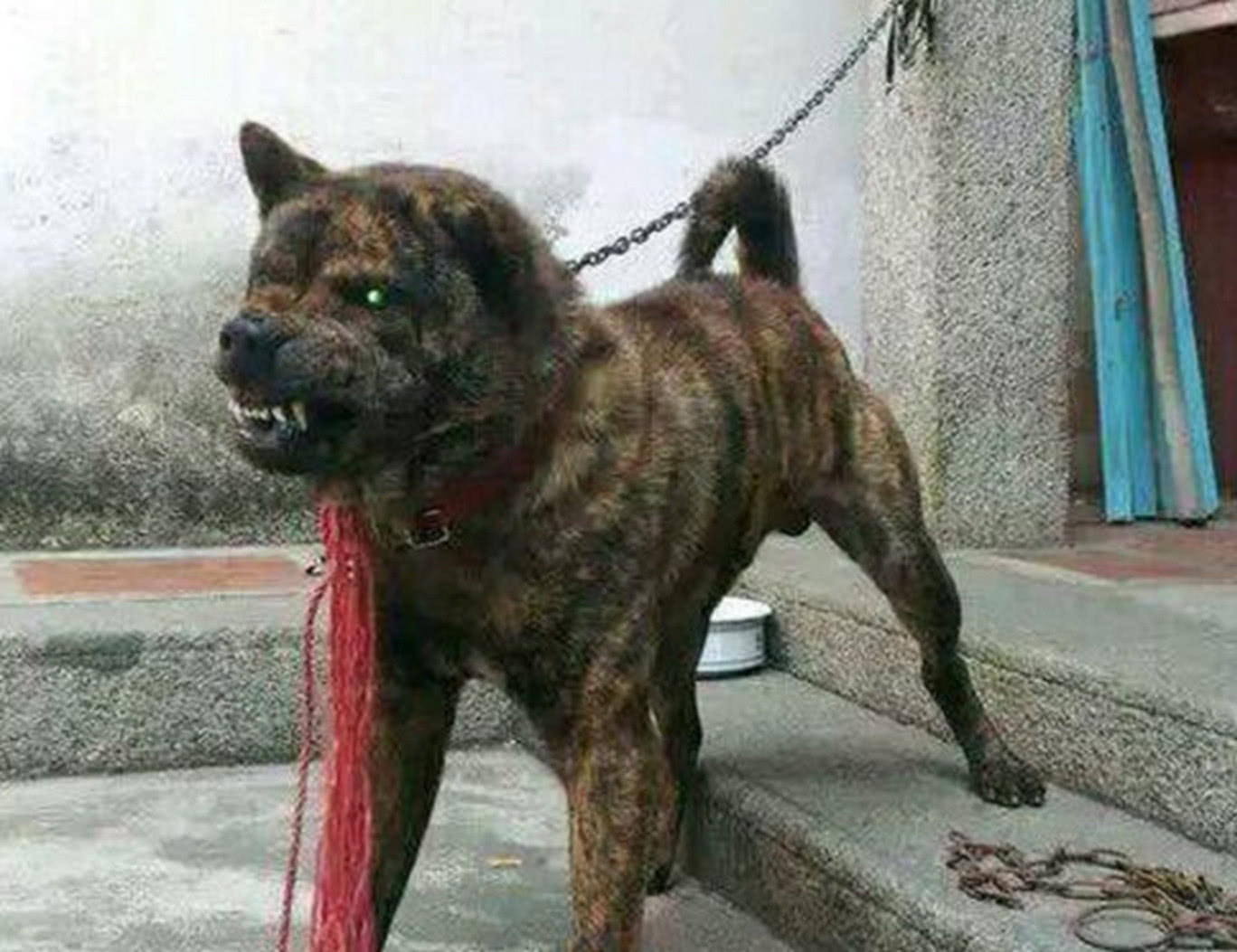 低价买回的小土狗,朋友竟说是"极品货",小伙听了喜上眉梢