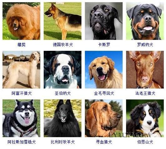 128种狗狗智商排名,第一名竟是边境牧羊犬