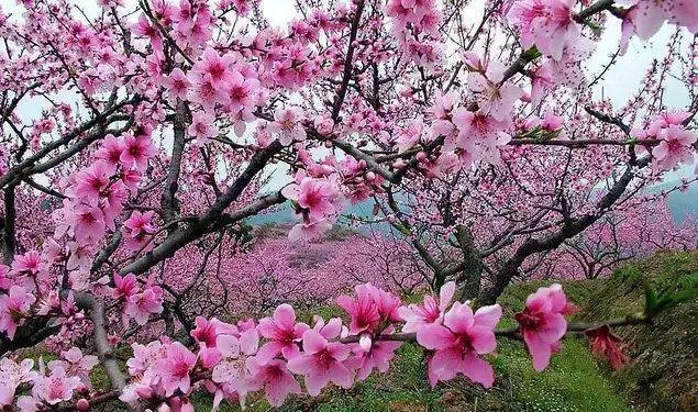 走在桃花林中 身边是灿若云霞的花瓣 美到让人分不清这是仙境还是梦境