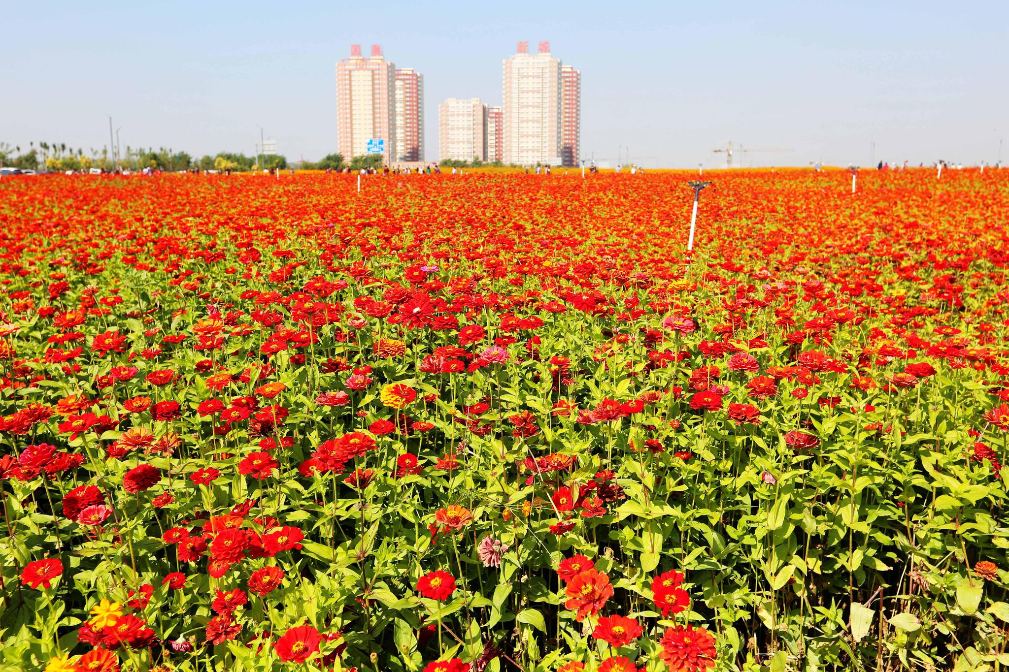 沈阳沈北新区在道义城市花海公园举办花海风筝秀