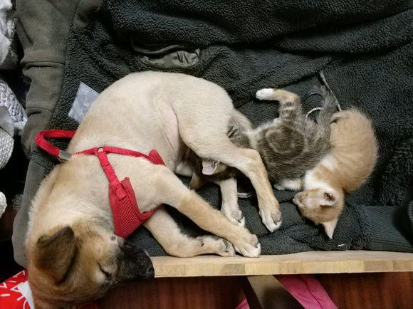 短短三天,从没有宠物到两只猫一只狗,中间到底