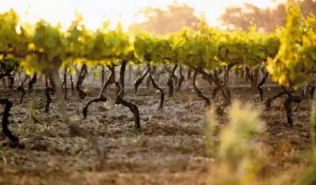 一篇文章盘点澳大利亚最古老的葡萄酒庄