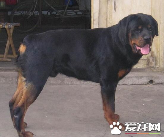 罗威纳犬怎么咬主人 一般不会咬人尤其是主人