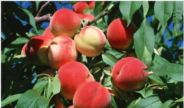 孕妇梦见这些水果预示会生男孩