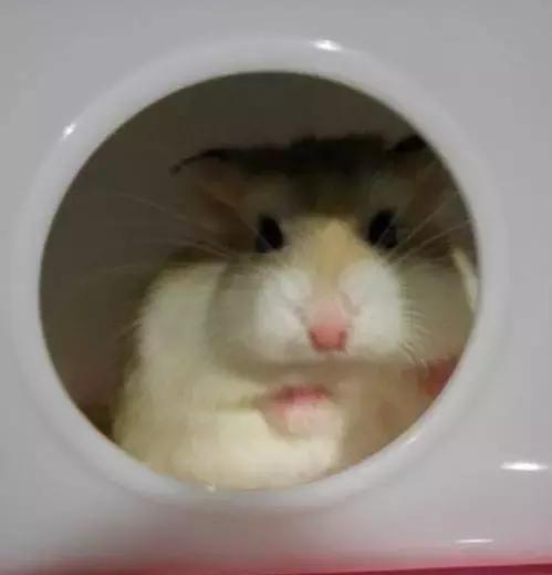 炎炎夏日 小仓鼠有这几个表现很可能是中暑了