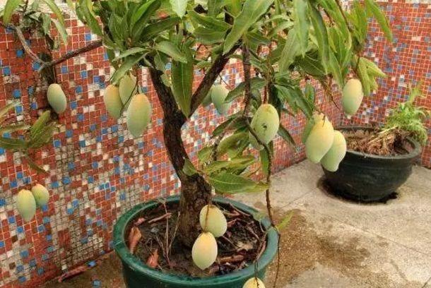6,芒果盆栽会比较高达,我们可以选择比较高的花盆.