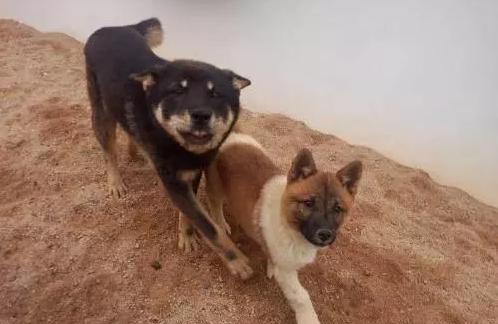 你听过狗子最响亮的名字是啥?这些名字我能笑