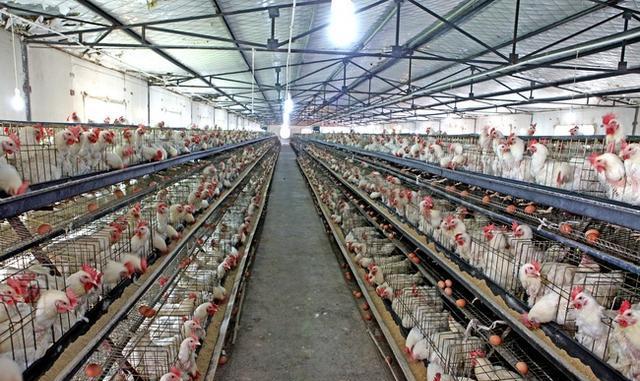 养鸡: 投资开办养鸡场, 需要购置哪些现代化养殖设备?