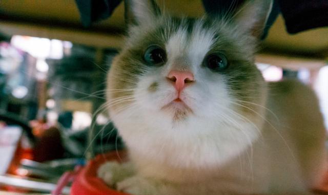 这只可爱的布偶猫有点斗鸡,还会站立作揖,为拍