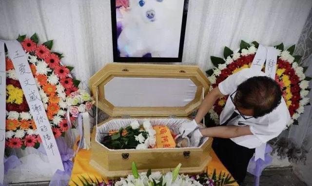 惊天暴利!鲜为人知的宠物殡葬行业内幕,想创业