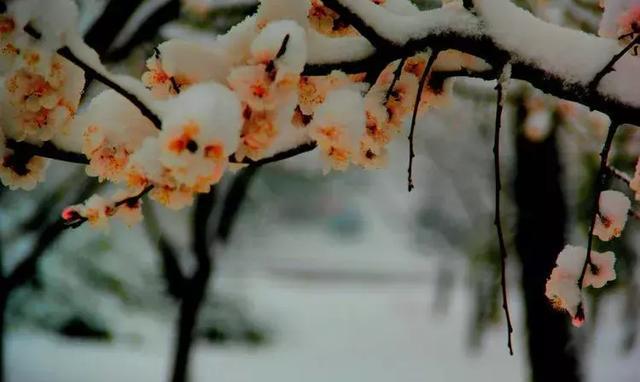 清明时节雪花飘 寄托了对亲人的思念,雪中的宣化景色