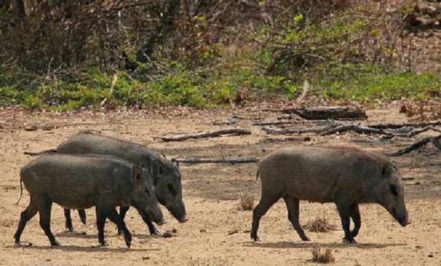 野猪活吃人图片