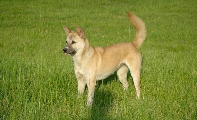 中华田园犬和柴犬长得差不多,但为什么就是不受待见呢?