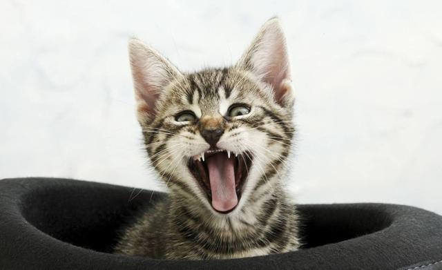 猫为什么会张嘴"哈"你?喵星人:看朕的血盆大口,怕了吧