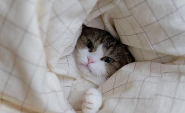 猫咪为什么喜欢和人钻一个被窝里睡觉? 看完我