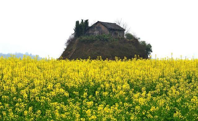 长江第二大岛, 位于重庆巴南, 岛上曾建有飞机场