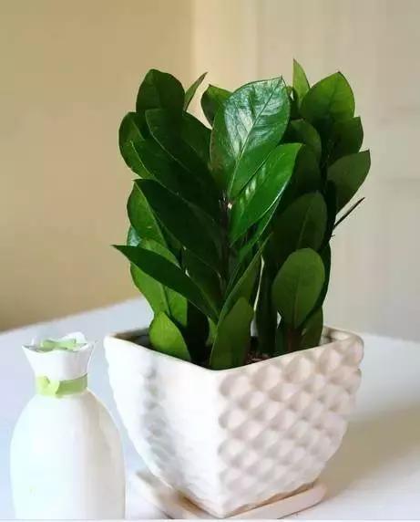 养下面8种植物在办公室,助你财旺运好工作顺心