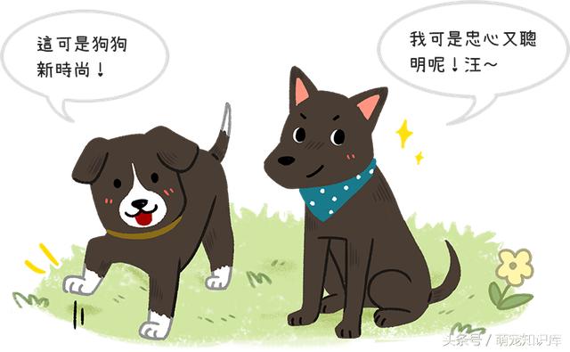 老一辈总说狗狗白脚底带衰?黑狗不吉利?这都