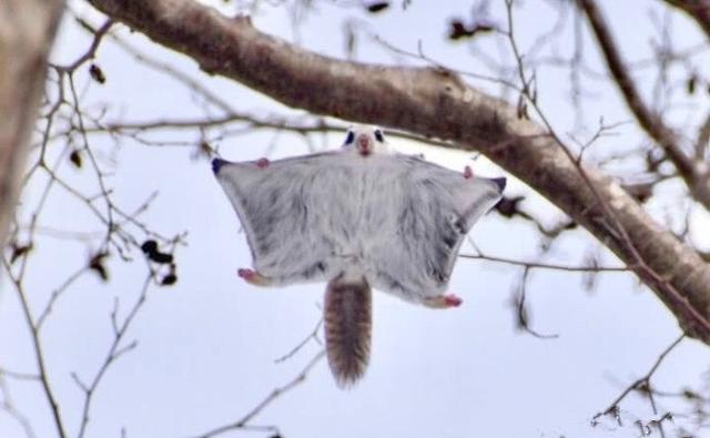 眼睛又大长得还萌,这种会飞的老鼠为什么这么可爱?