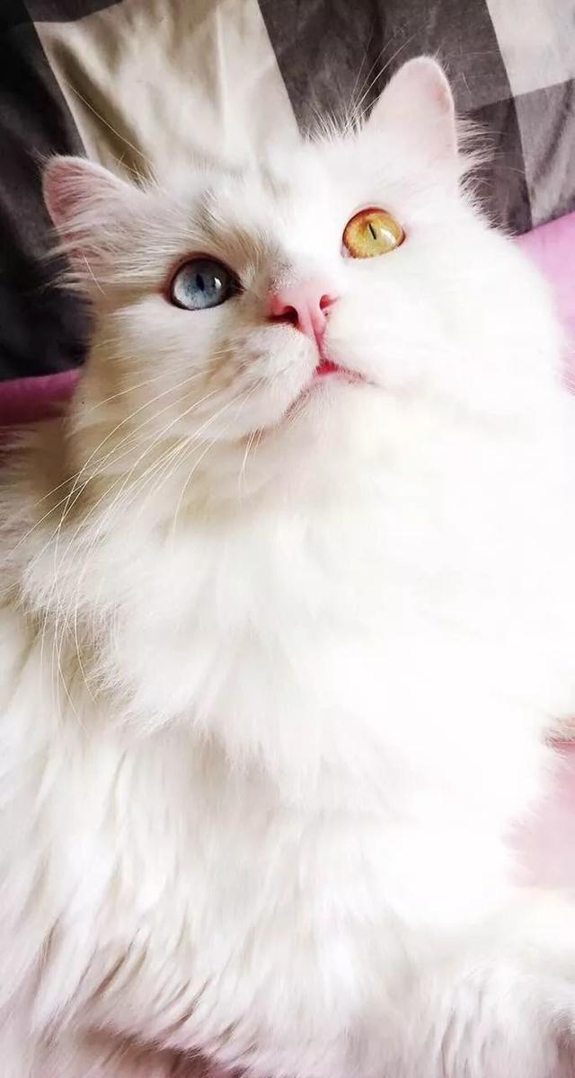 晒猫日|异瞳喵星人,应该是上天特别的宠儿