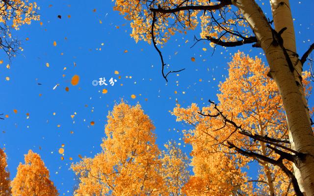 最美的14首秋分诗词,秋日胜春朝