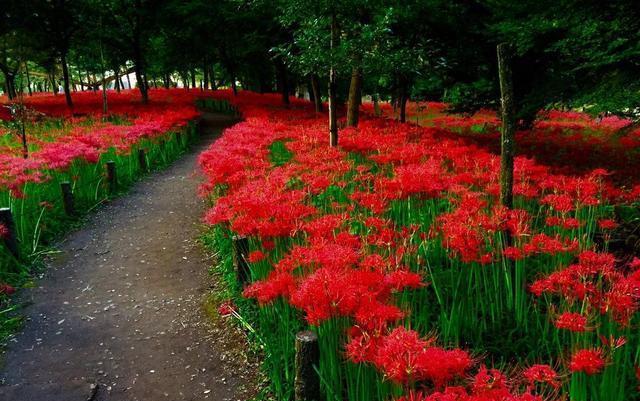 日本的曼莎珠华, 太美了! 感觉地狱少女阎魔爱会随时出现啊!