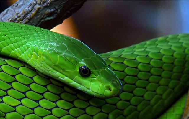 目前爬行速度最快的蛇, 每小时速超11公里, 绿曼巴蛇