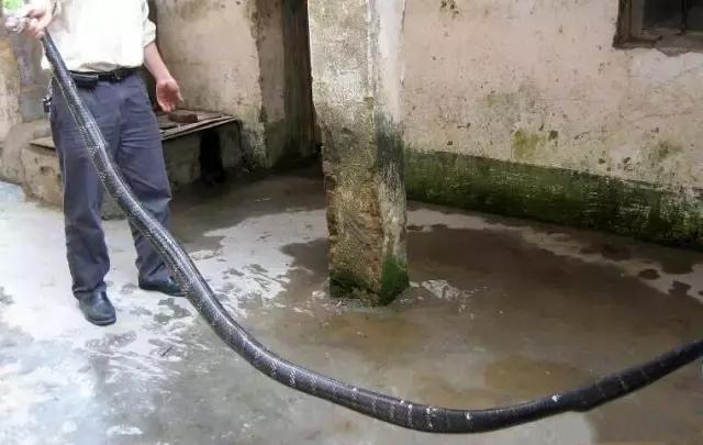 再凶猛过山风毒蛇入到村中, 都会被村民徒手