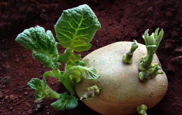 防止土豆发芽的方法