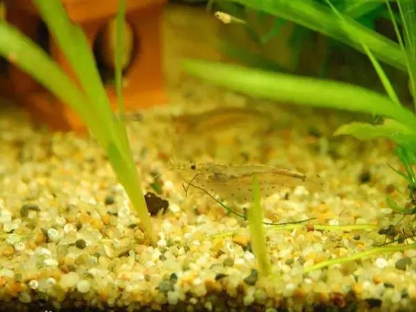 家居水景丨几种常见品种的观赏虾混养问题