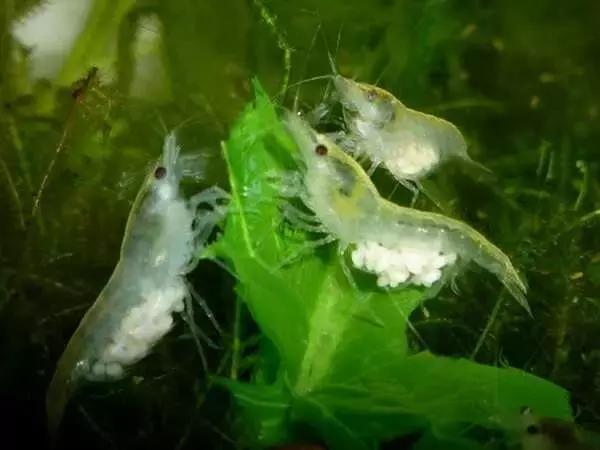 家居水景丨几种常见品种的观赏虾混养问题