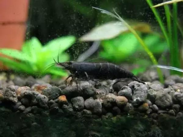 家居水景丨几种常见品种的观赏虾混养问题