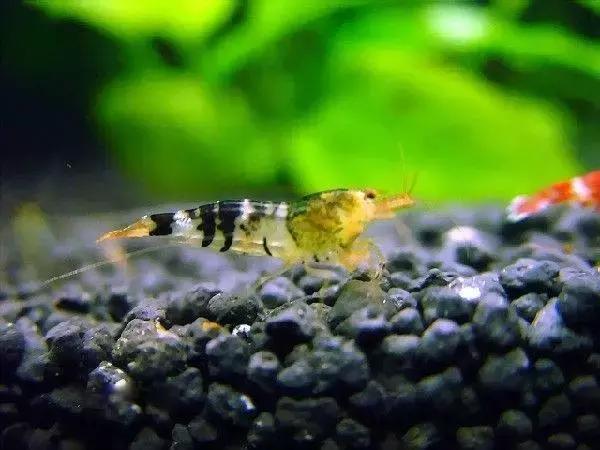 家居水景丨几种常见品种的观赏虾混养问题