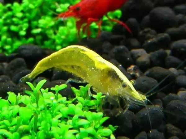 家居水景丨几种常见品种的观赏虾混养问题