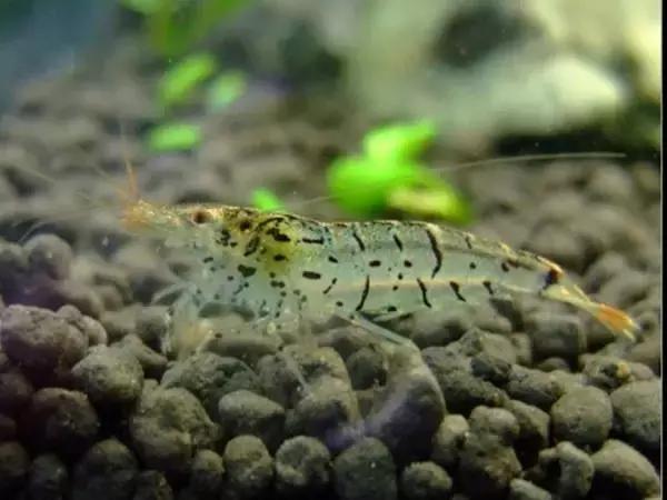 家居水景丨几种常见品种的观赏虾混养问题