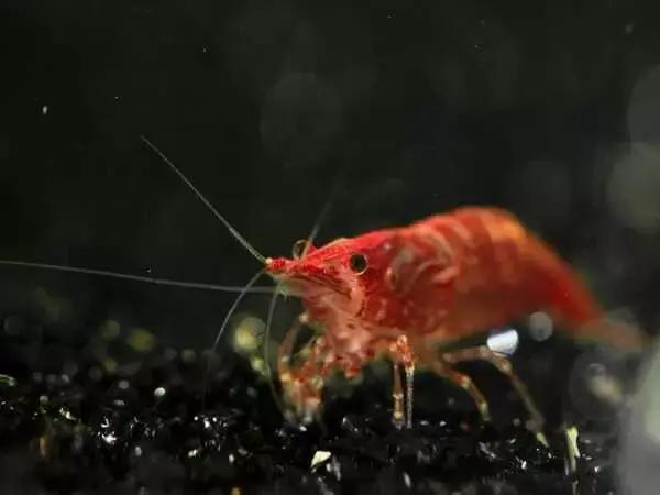 家居水景丨几种常见品种的观赏虾混养问题