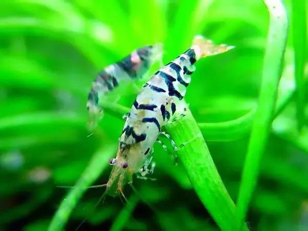 家居水景丨几种常见品种的观赏虾混养问题