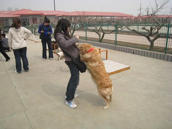 狗太热情会扑人?几个方法防止狗扑人,做文明有礼貌的可爱宠物犬