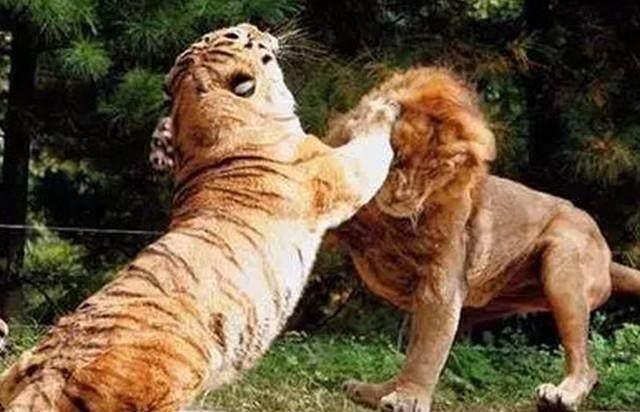 老虎和狮子谁更厉害? 这个争论到此为止(图)