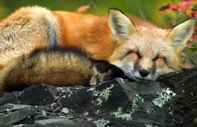 宠物狐狸多少钱一只