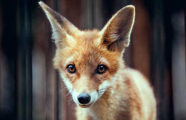 宠物狐狸多少钱一只