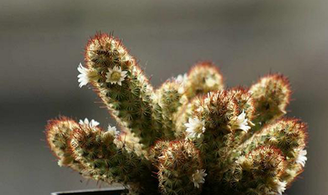 网站营销推广廴金手指花总 新浪网