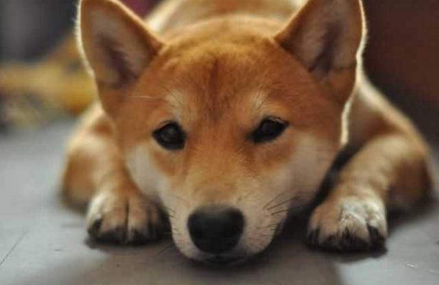 中华田园犬和柴犬长得差不多,但为什么就是不受待见呢?