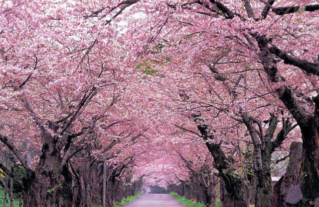 日本PK德国,谁的工业能长出樱花?