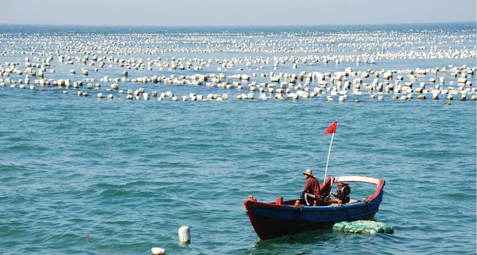 为什么平时很少买到活的带鱼?网友:因为出水几