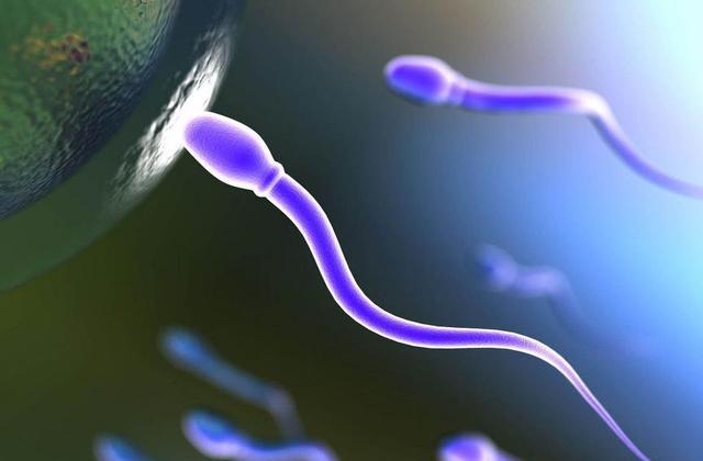 排卵期受孕几率高,正在备孕的为准妈妈们知道卵子排出