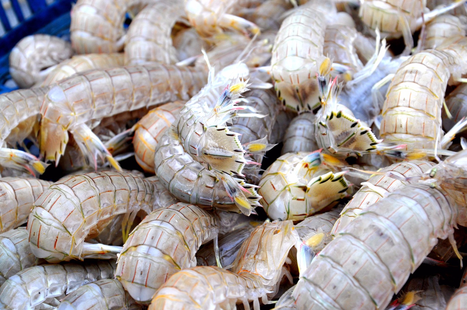 青岛早市 皮皮虾少量上市25元一斤 筷子长60一