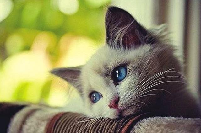 1分钟告诉你,什么是猫咪黑下巴!