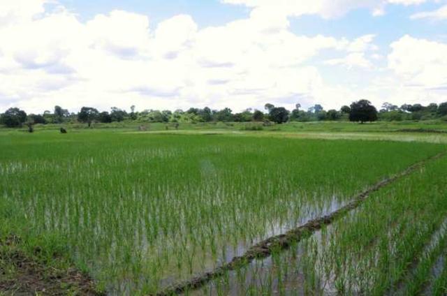 中国人在非洲种田,非洲人每天工作三小时?还要