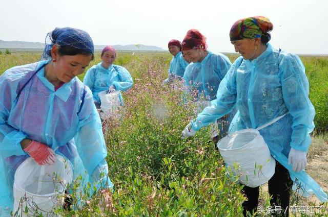 历时10年,耗资亿元,阿勒泰戈宝麻3万亩荒漠玫
